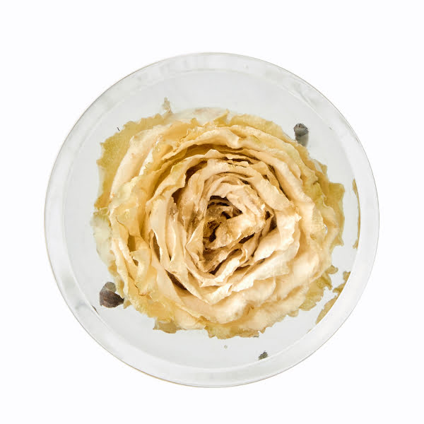 Trigesima: fiore bloccato nel tempo dentro plexiglas